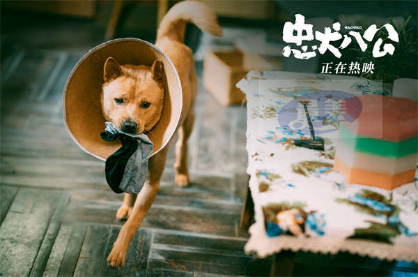 中国版《忠犬八公》全新片段曝光 “父子送别”呈现中国式深沉爱意