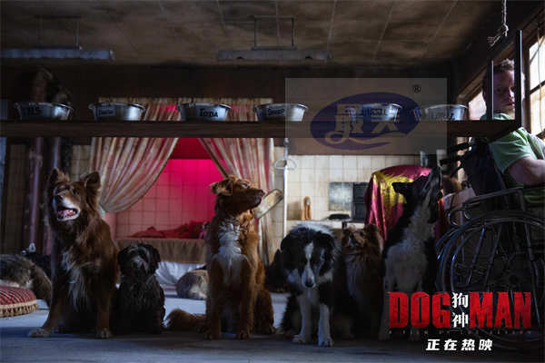 《狗神》曝“最佳拍档”电影片段 人狗配合下厨全凭眼神沟通