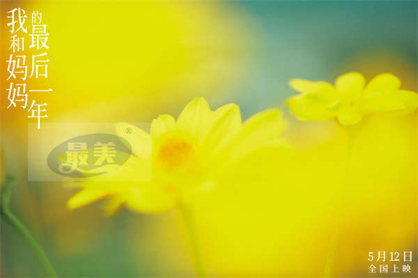 《我和妈妈的最后一年》定档5.12 菅田将晖长泽雅美搭档演绎夫妻