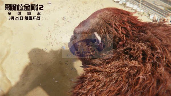 《哥斯拉大战金刚2：帝国崛起》曝“柔软的心”片段 金刚无家可归 观众共鸣心碎