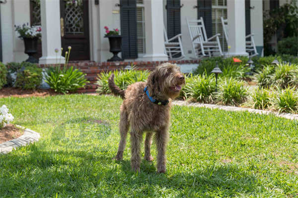 电影《家有儿女之神犬当家》定档1月20日 国民IP全新出发欢乐有爱